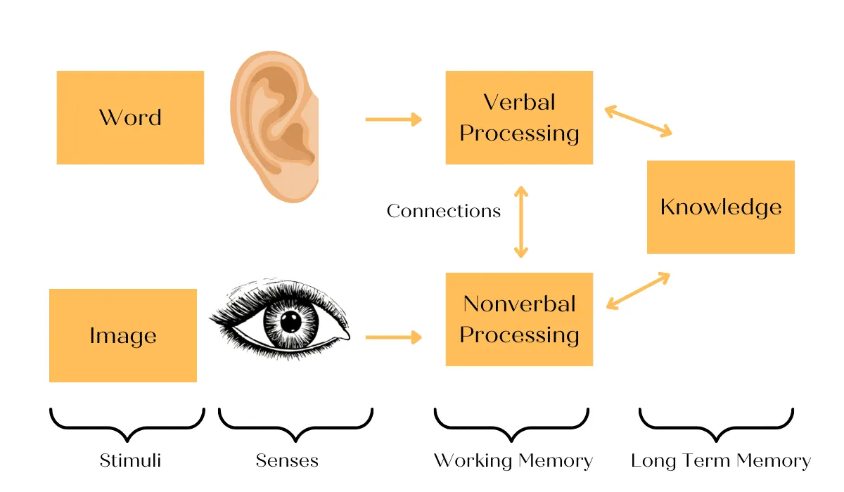 animated diagram showing the impact of audiovisual learning